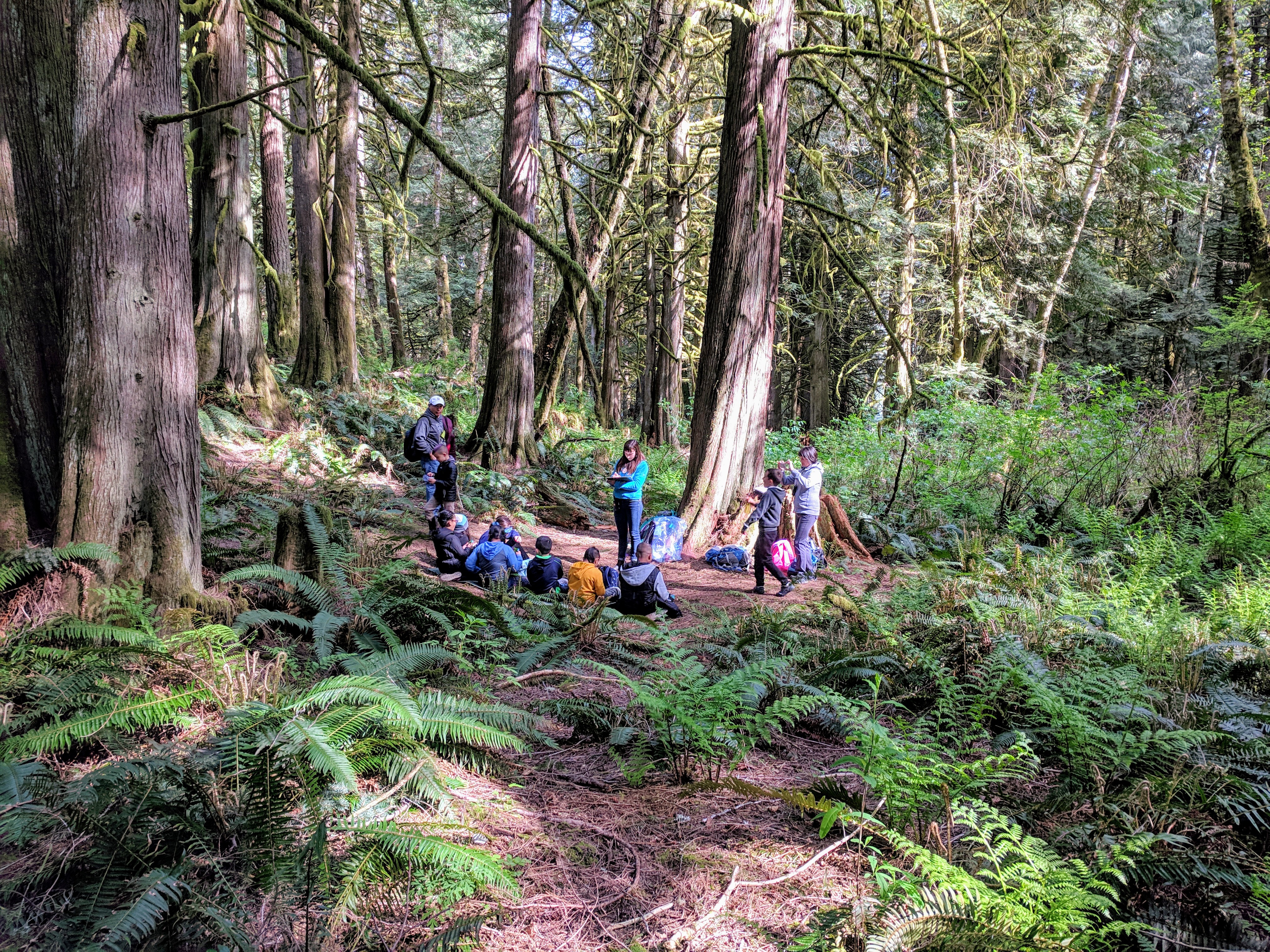WWU students and third grade students sitting on the forest floor surrounded by sword ferns