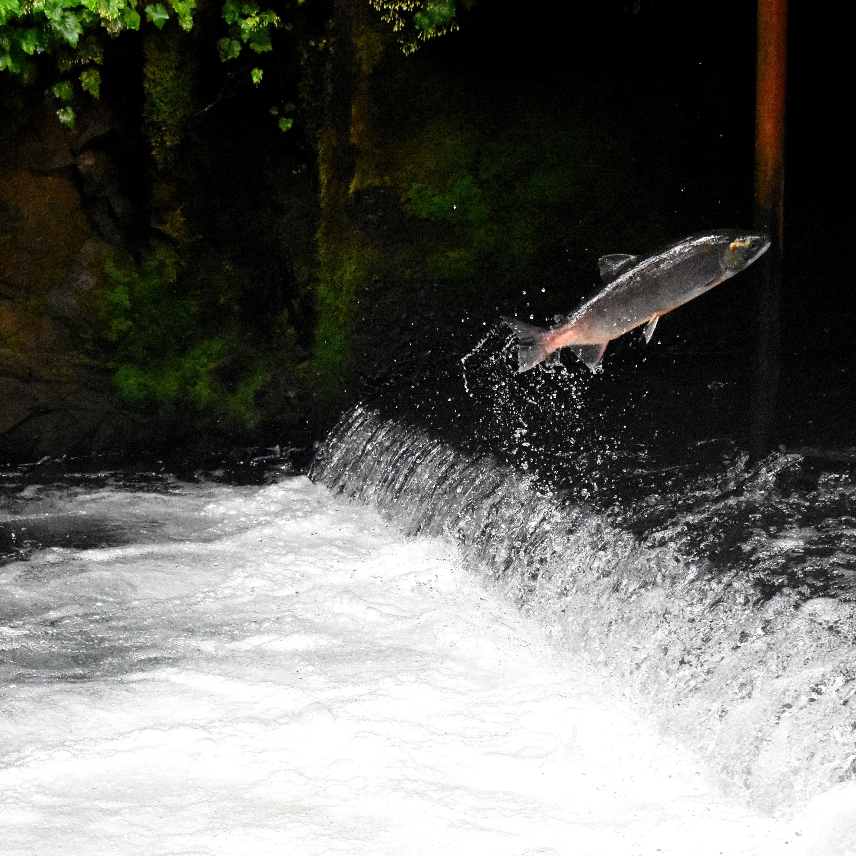 salmon leaping as it swims upstream