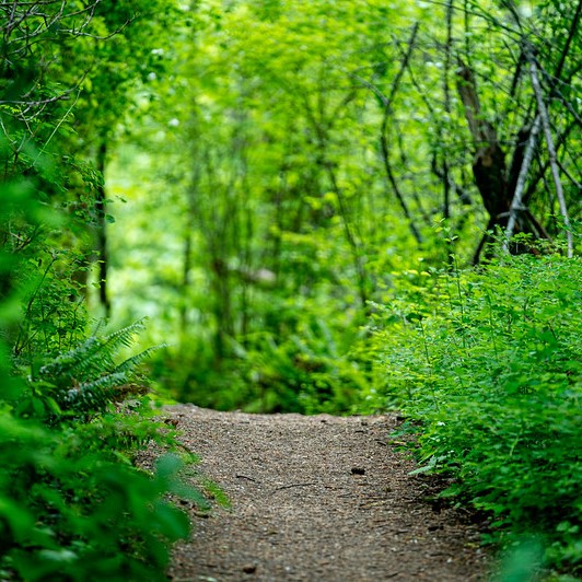 A dirt path through a verdant forest