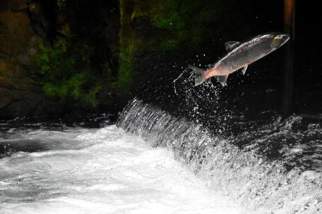 salmon leaping as it swims upstream