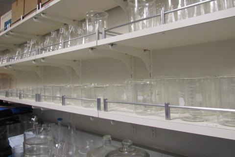 Shelves holding Chemistry glassware