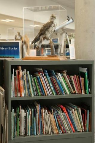 Book shelf with Hawk on top