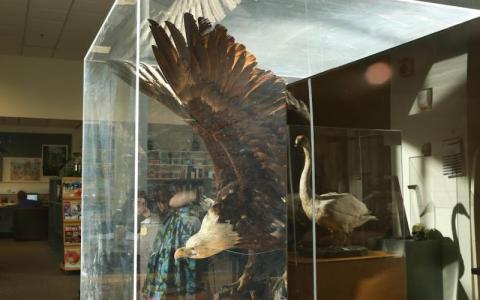 Taxidermied bald eagle and swan in a display case
